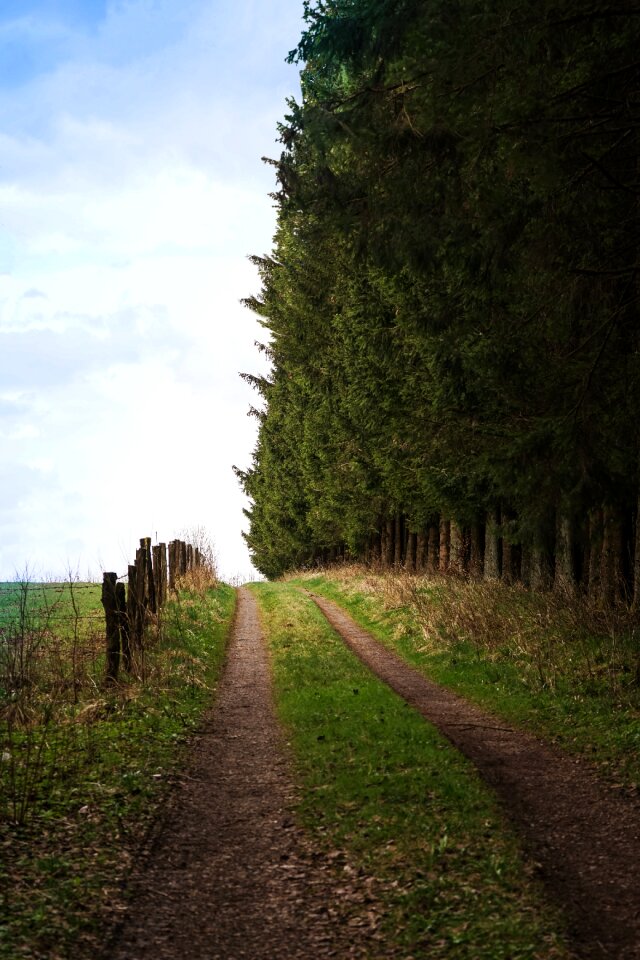 Fence forest path lane