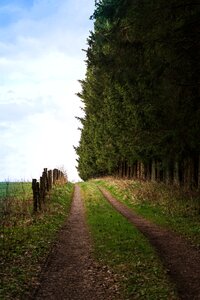 Fence forest path lane photo