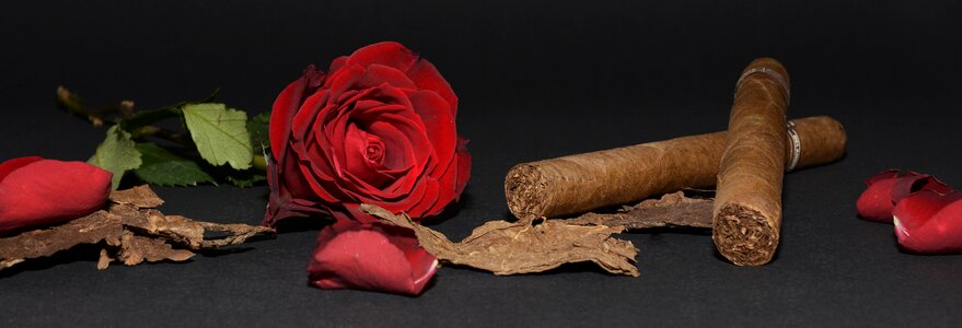 Tobacco leaves rose petals flower