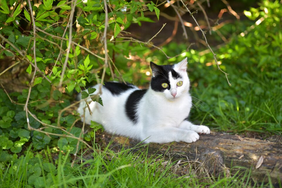 White summer animal