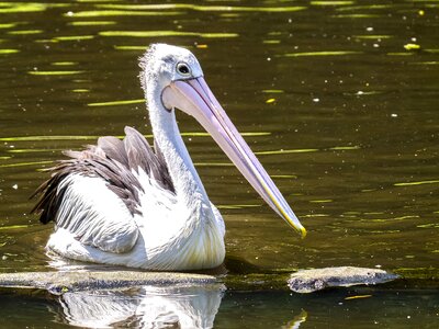Water bird nature animal
