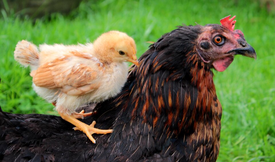 Hen chick on the back of the hen cute photo