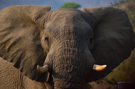 Africa savannah south africa
