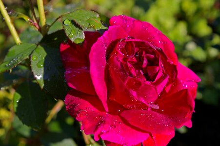 Rose garden blossom bloom photo