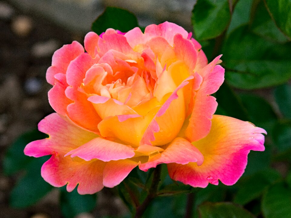 Flowers pink yellow