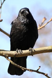 Bird the witch magic