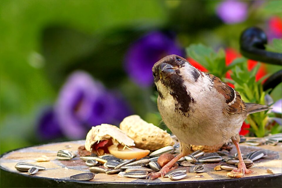 Passer domesticus feeding place garden