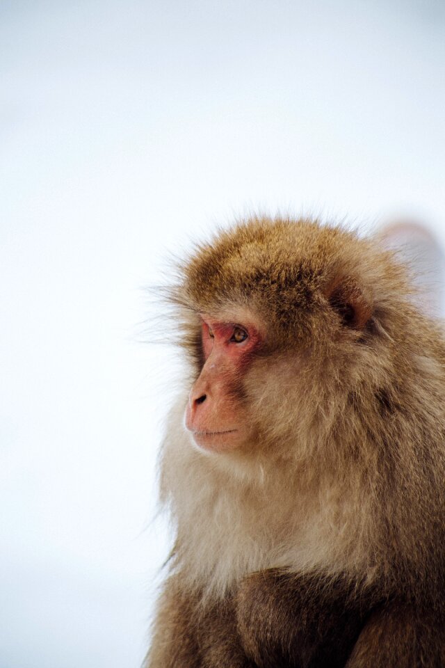 Lovely she love monkey