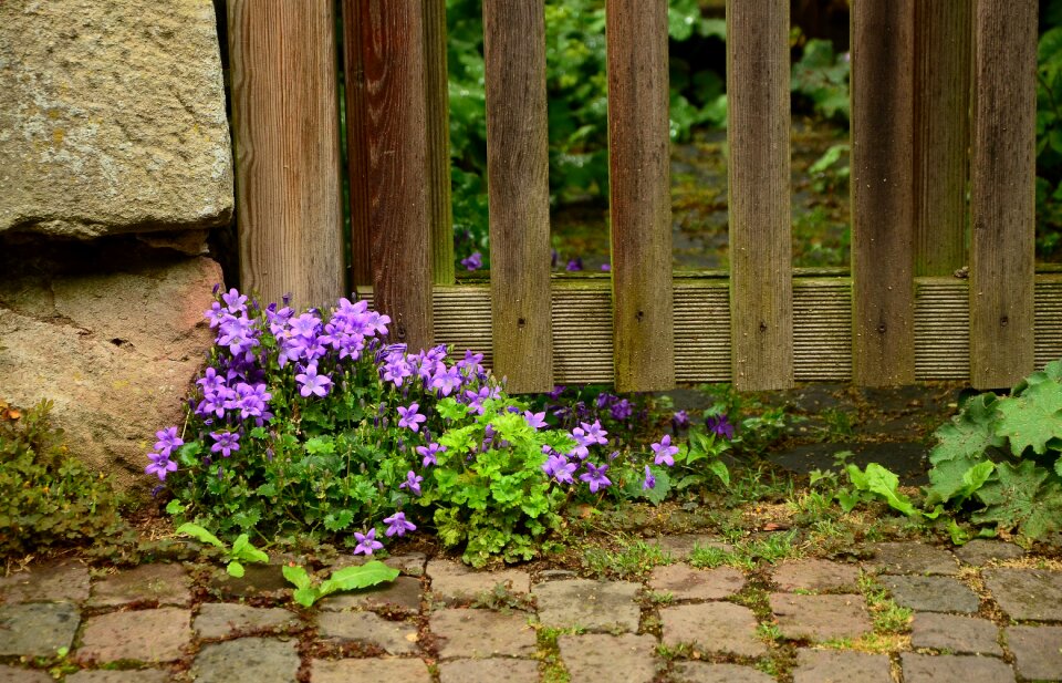 Paling wood fence wood