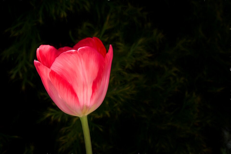 Flower red red flower