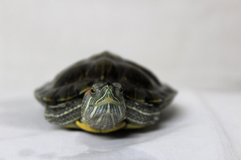 Tortoise nature reptile