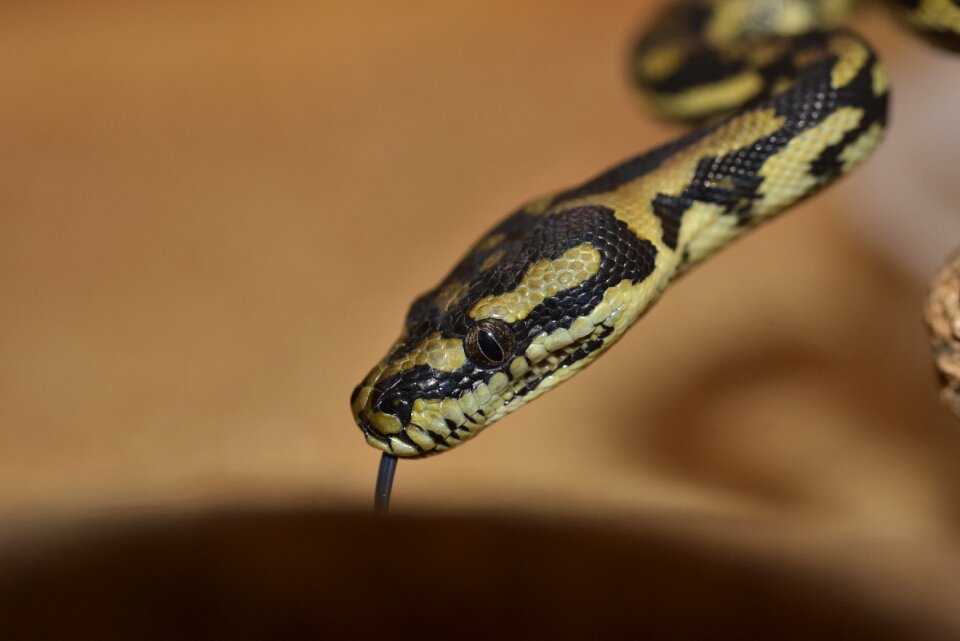 Reptile animal close up