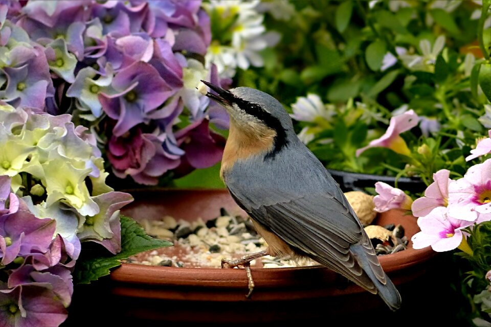 Sitta europaea feeding place garden