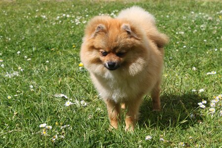 Spitz miniature dog animals