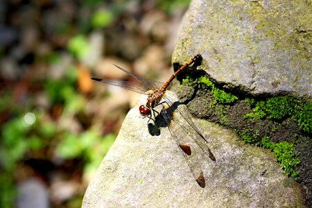 Dragonfly landscape park