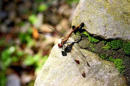 Dragonfly landscape park photo