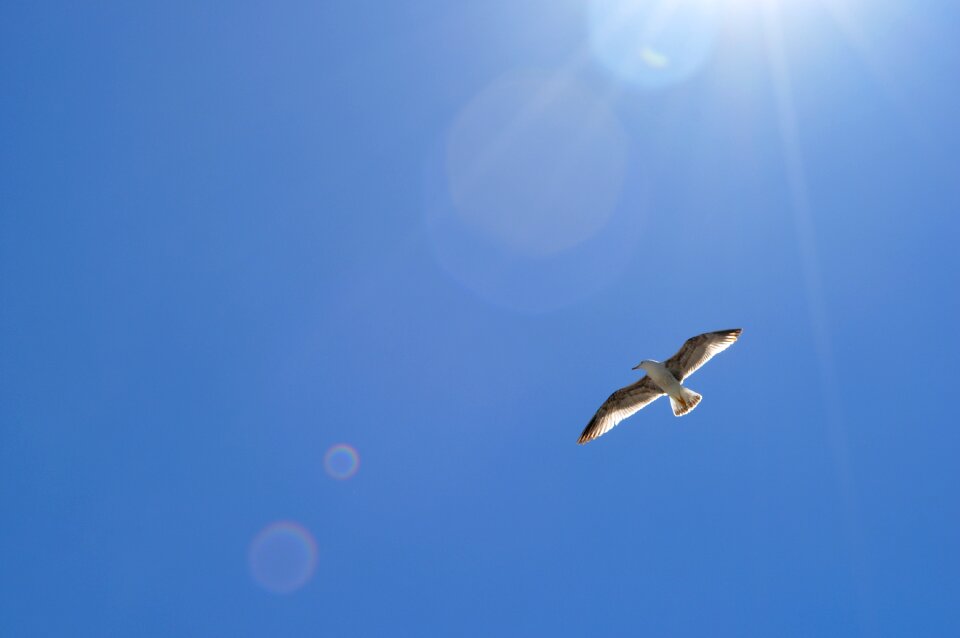 Sea bird coast