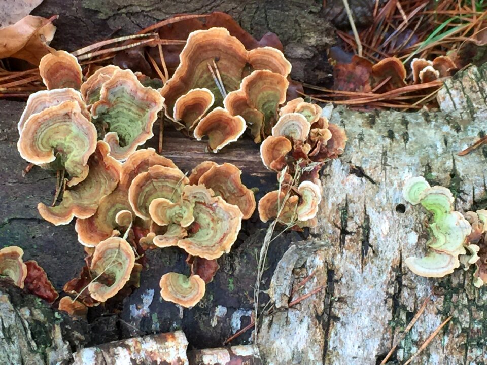 Season forest brown
