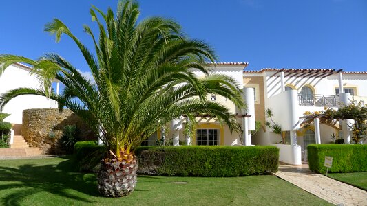 Palm tree hotel portugal photo