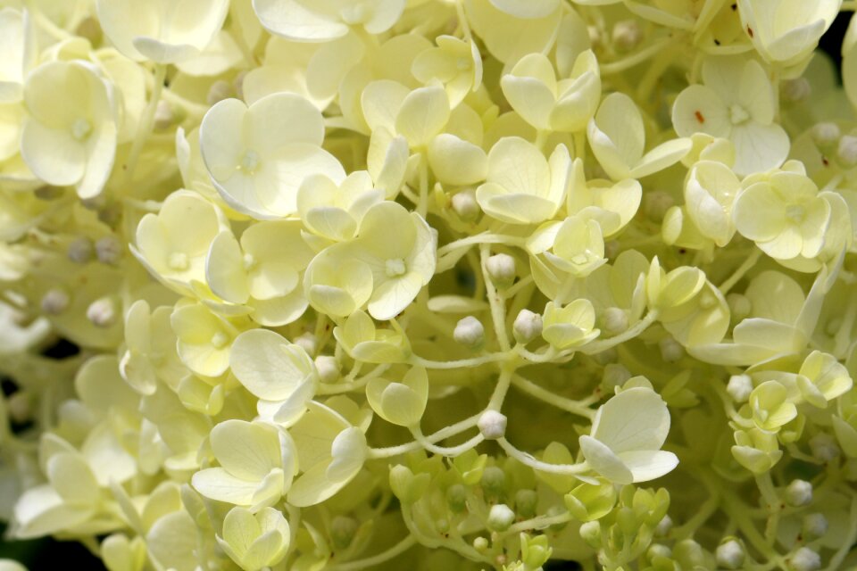 Petal plants nature