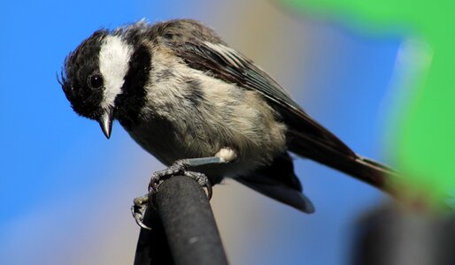 Black-capped chickadee chickadee songbird