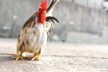 Bird blurry chicken
