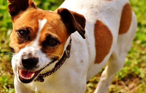 Meadow race dog