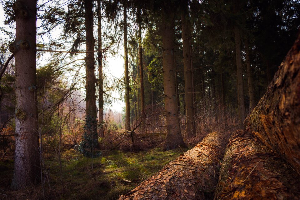 Wood landscape green