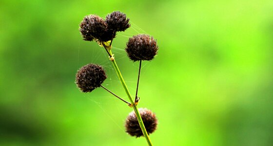 Plant field natural