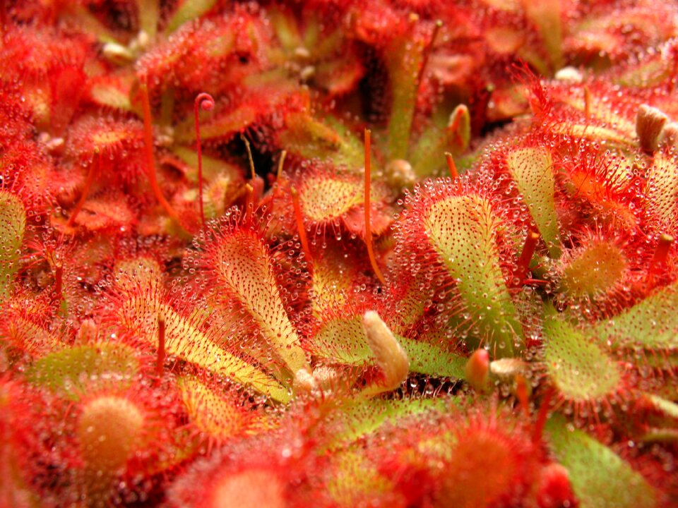 Wallpaper background plant close up