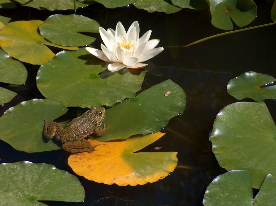 Waterlily prince lake