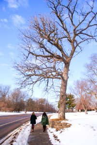 Tree, Friends, Minnesota