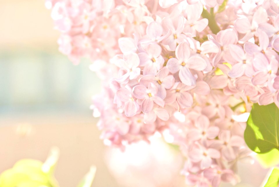 Floral, Light, Sunny