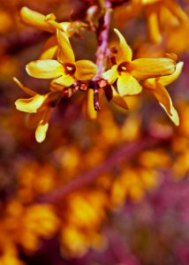 Yellow, Sunny, Floral photo