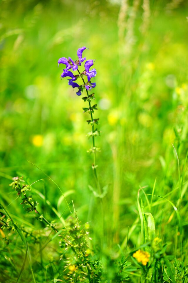 Bloom violet purple