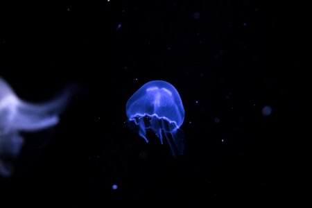 blue jellyfish with black background photo