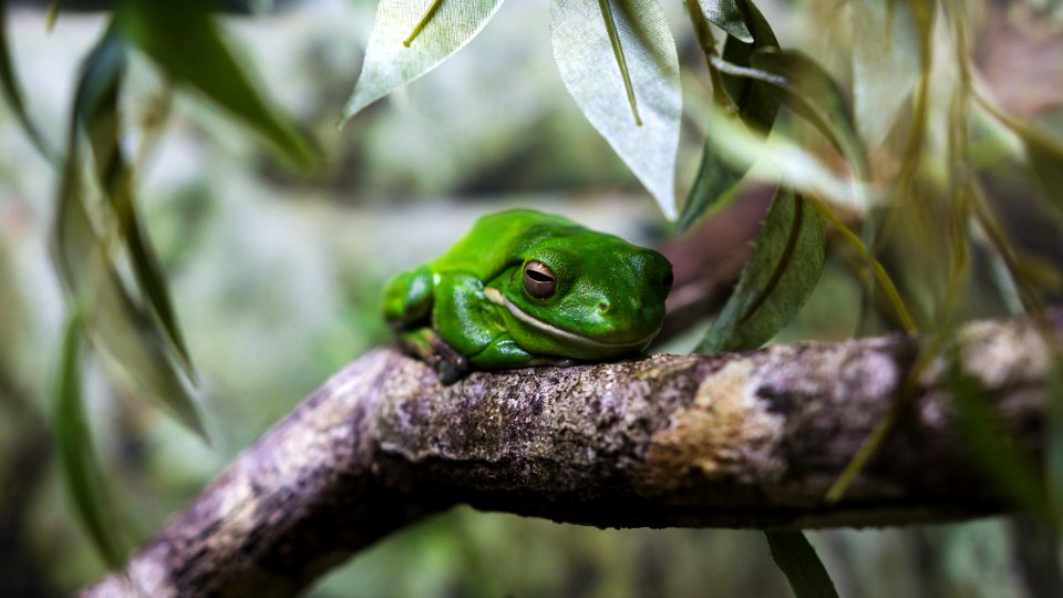 Hartleys crocodile adventures, Wangetti, Australia