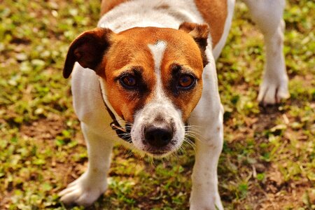 Meadow race dog photo