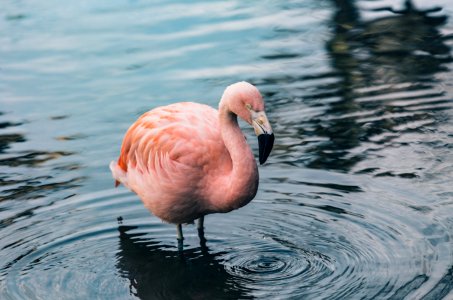 pink flamingo on body of water photo