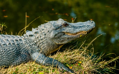 gray crocodile near body of water during daytime photo
