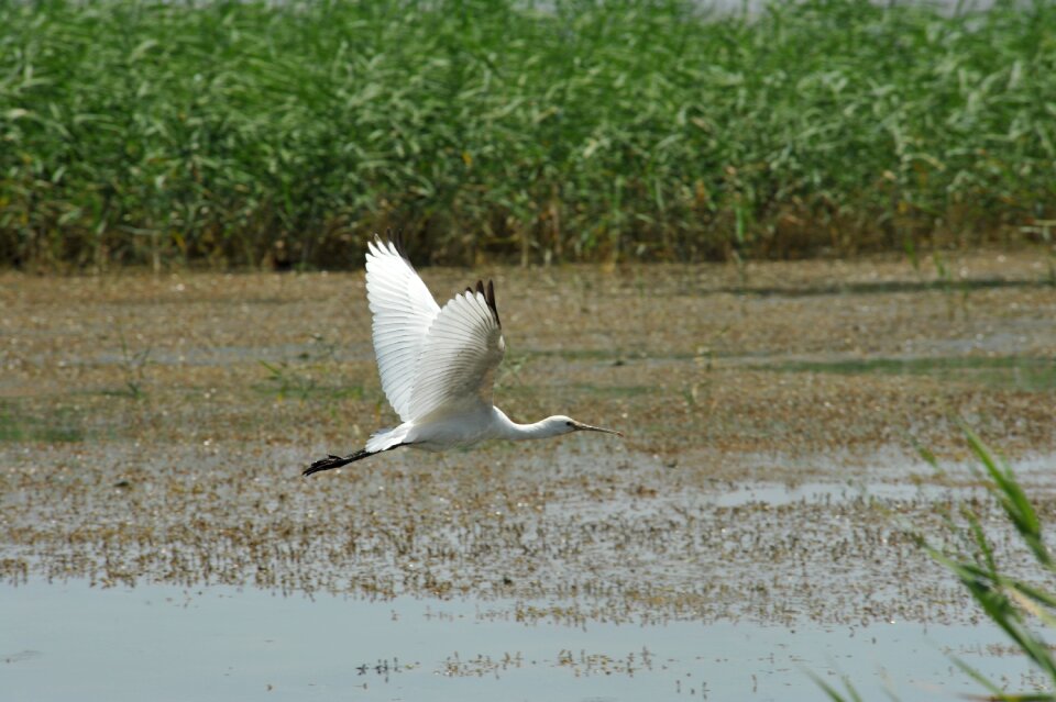Spoonbill heron wild waterfowl