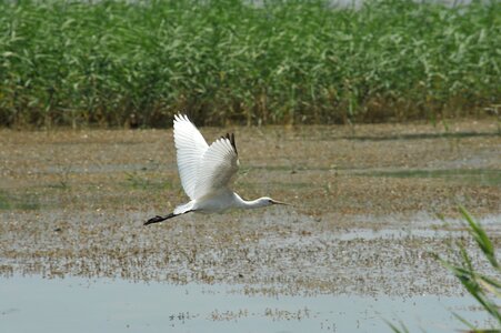 Spoonbill heron wild waterfowl photo