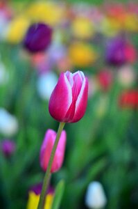Nature spring plant