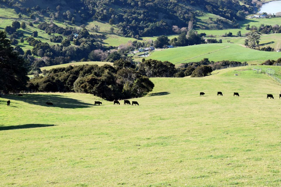 Akaroa, New zeal, Cows