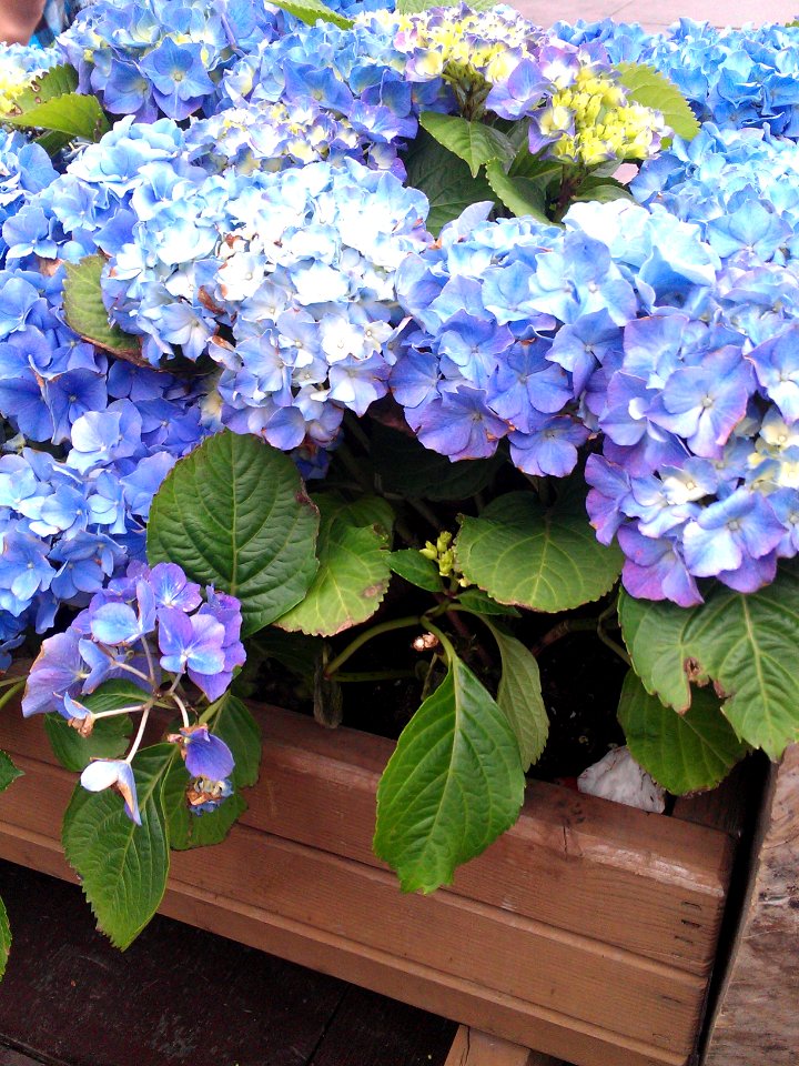 Hydrangea flowers, Flower