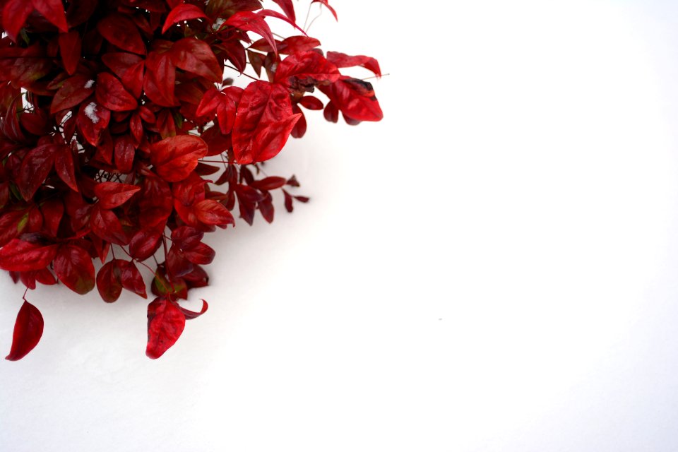 Light, Contrast, Nature