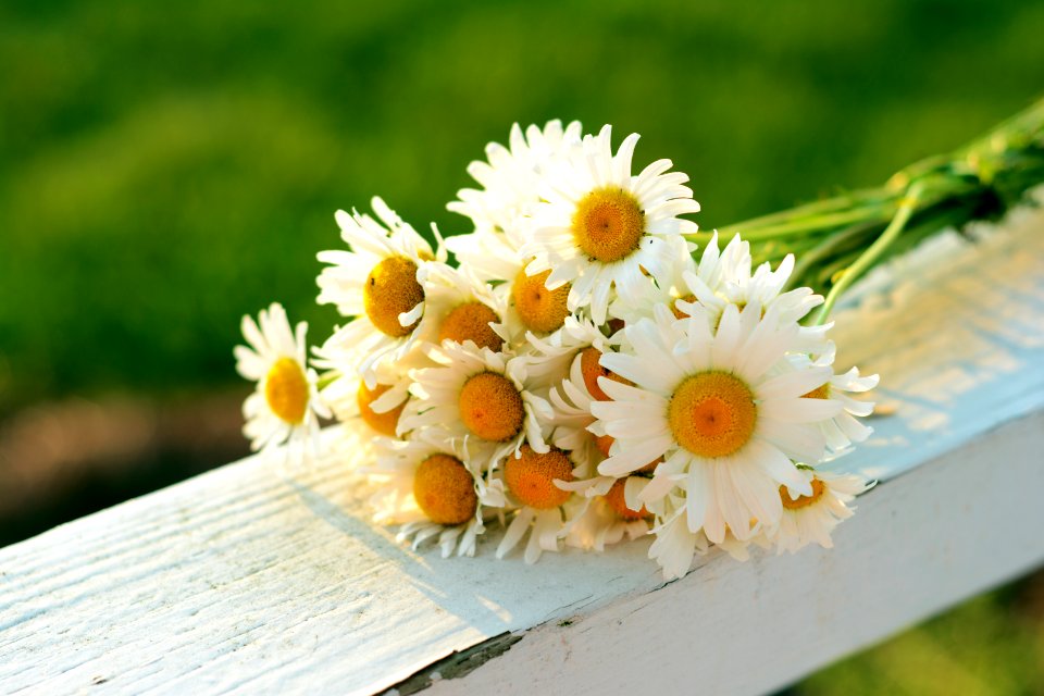 Floral, Sunshine, Sun