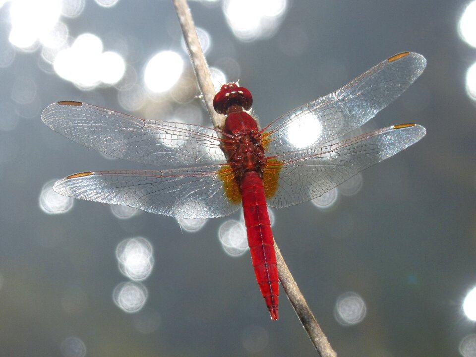 Erythraea crocothemis stem wetland