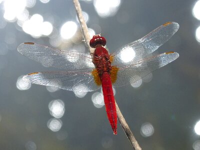 Erythraea crocothemis stem wetland