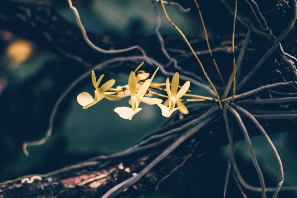 Tree, Orchid, Flower